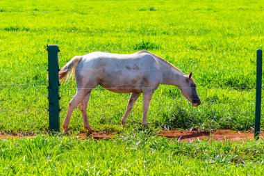 Kirli beyaz kürklü bir at, yalnız, taze yeşil otlakta besleniyor, açık ve güneşli bir günde, bir çiftlikte..