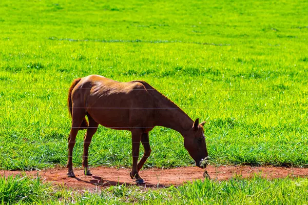 A brown-haired horse feeding in fresh green pastures on a farm on a clear, sunny day.