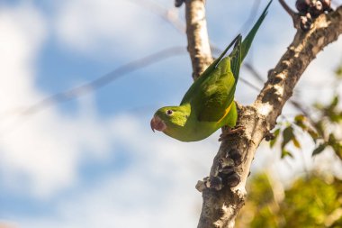 A Common Parakeet (Brotogeris tirica), perched on a branch of a jabuticaba tree (Plinia cauliflora), looking directly at the camera. clipart