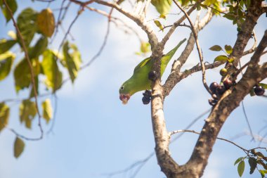 Jabuticaba ağacının (Plinia cauliflora) bir dalına tünemiş bir Parakeet (Brotogeris tirica), doğrudan kameraya bakar..