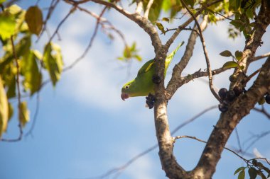 Jabuticaba ağacının (Plinia cauliflora) bir dalına tünemiş bir Parakeet (Brotogeris tirica), doğrudan kameraya bakar..