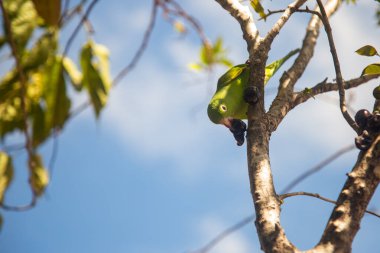 Common parakeet (Brotogeris tirica) feeding on the jabuticabeira (Plinia cauliflora). clipart