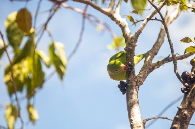 A Plain Parakeet (Brotogeris tirica) eating fruit on the jaboticaba tree (Plinia cauliflora). clipart