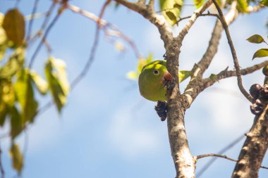 Jaboticaba ağacında (Plinia cauliflora) meyve yiyen bir Parakeet (Brotogeris tirica)).