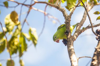 A Common Parakeet (Brotogeris tirica), perched on a branch of a jabuticaba tree (Plinia cauliflora), looking directly at the camera. clipart