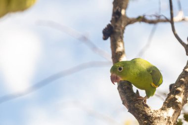 Jabuticaba ağacının (Plinia cauliflora) bir dalına tünemiş bir Parakeet (Brotogeris tirica), doğrudan kameraya bakar..