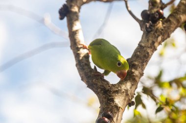 Jabuticaba ağacının (Plinia cauliflora) bir dalına tünemiş bir Parakeet (Brotogeris tirica), doğrudan kameraya bakar..
