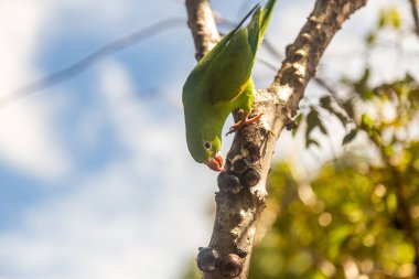 Jabuticaba ağacının (Plinia cauliflora) bir dalına tünemiş bir Parakeet (Brotogeris tirica), doğrudan kameraya bakar..