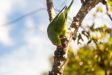 A Plain Parakeet (Brotogeris tirica) eating fruit on the jaboticaba tree (Plinia cauliflora). clipart