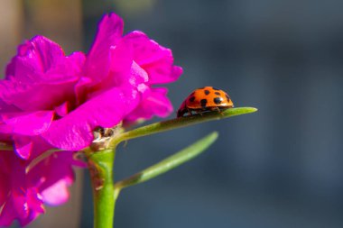 Pembe bir çiçeğin yaprağında yürüyen bir uğur böceği..