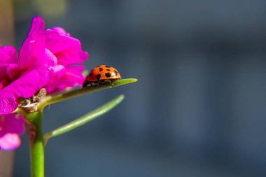 Pembe bir çiçeğin yaprağında yürüyen bir uğur böceği..