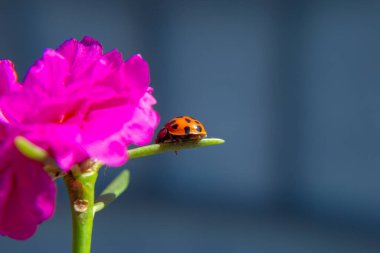 Pembe bir çiçeğin yaprağında yürüyen bir uğur böceği..