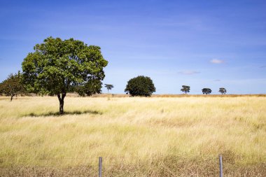Otlakta ağaçlarla, kuru otlarla ve mavi gökyüzüyle manzara.