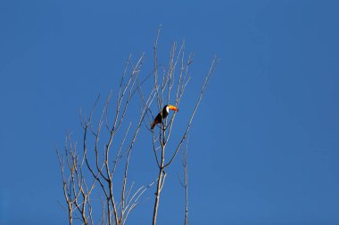 Arka planda mavi gökyüzü olan bir dala tünemiş bir tukan..