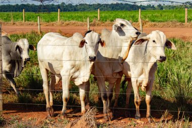 Bir çitin arkasında küçük bir öküz grubu.