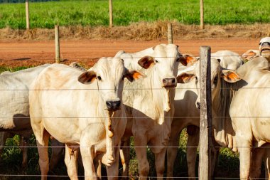 Bir çitin arkasında küçük bir öküz grubu.