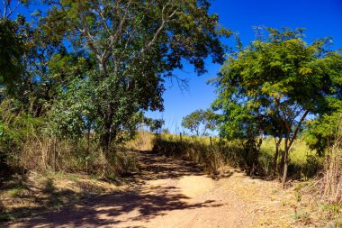 Brezilya 'nın tipik ağaçlarıyla dolu, güneşli bir günde mavi gökyüzü olan toprak bir yol..