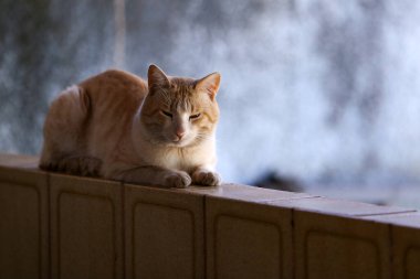 Açık sarı, kısa saçlı bir kedi duvarda dinleniyor..