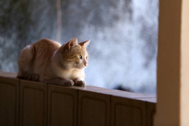 Açık sarı, kısa saçlı bir kedi duvarda dinleniyor..