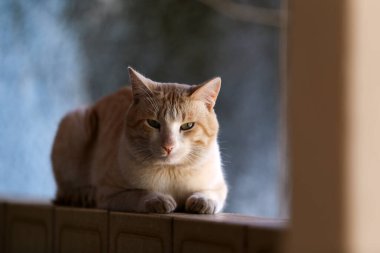 Çok güzel bir kediye yaklaş, açık sarı kürklü, sakin, duvarda yatıyor..