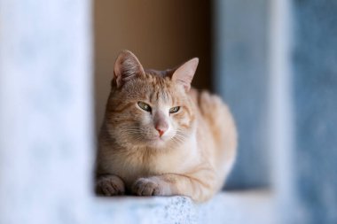 Güzel bir kedi, açık sarı kürklü, sakin, duvarda yatıyor..