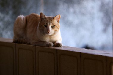 Açık sarı, kısa saçlı bir kedi duvarda dinleniyor..