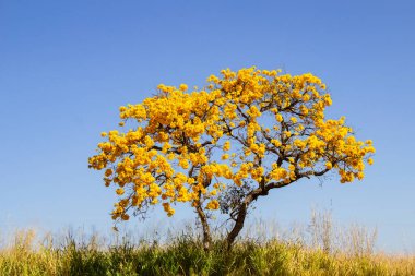 Otlağın ortasında çiçek açan sarı bir ipe ağacı. Arka planda kuru otlar ve mavi gökyüzü var. Handroanthus albusu.