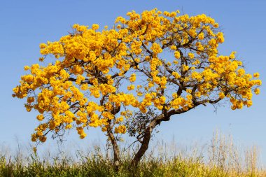 Otlağın ortasında çiçek açan sarı bir ipe ağacı. Arka planda kuru otlar ve mavi gökyüzü var. Handroanthus albusu.
