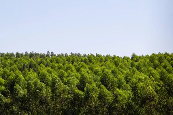 stock image Photograph of the top of a pine plantation with a clear sky in the background.