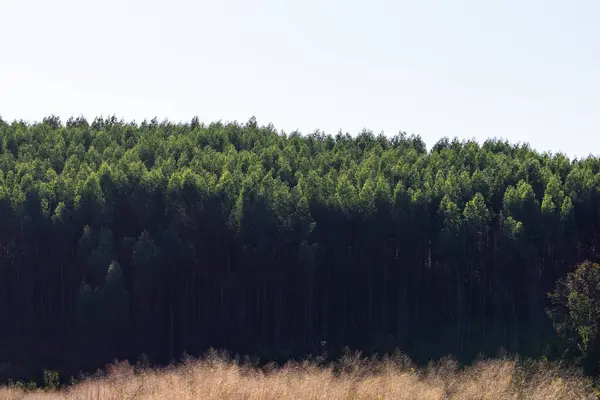 stock image  Photography of pine plantation with clear sky in the background.