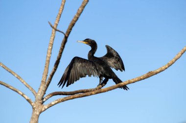  Bir karabatak - Phalacrocorax brasilianus - arka planda mavi gökyüzü olan bir dala tünemiş, açık kanatlı.
