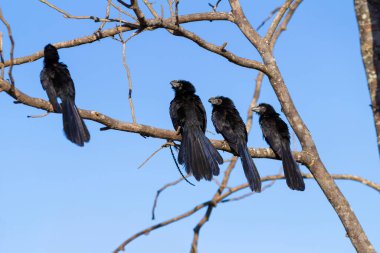 Dört Crotophaga ani, arka planda mavi gökyüzü olan bir ağacın kuru dalına tünemişti..