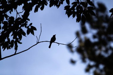 Arka planda mavi gökyüzü olan bir ağaç dalına tünemiş bir kuşun silueti..