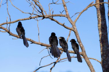 Dört Crotophaga ani, arka planda mavi gökyüzü olan bir ağacın kuru dalına tünemişti..