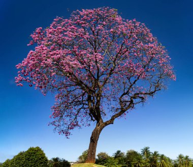 Arka planda mavi gökyüzü olan güzel, mor bir sarmaşık. Handroanthus impetiginosus.