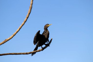  Bir karabatak - Phalacrocorax brasilianus - arka planda mavi gökyüzü olan bir dala tünemiş, açık kanatlı.