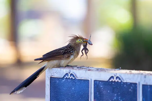 stock image A bird perched on a tombstone in a cemetery, devouring a gecko.