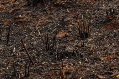 Yanmış çayır zeminini kapatın..