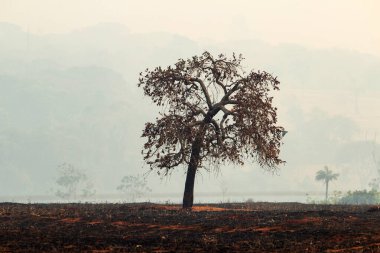 Yanmış bir otlağın ortasında, etrafında bir sürü duman olan yanmış bir ağaç..