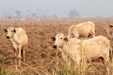Brezilya 'daki yangınlardan dolayı dumanlı bir günde küçük bir sığır sürüsü kuru otlakta..