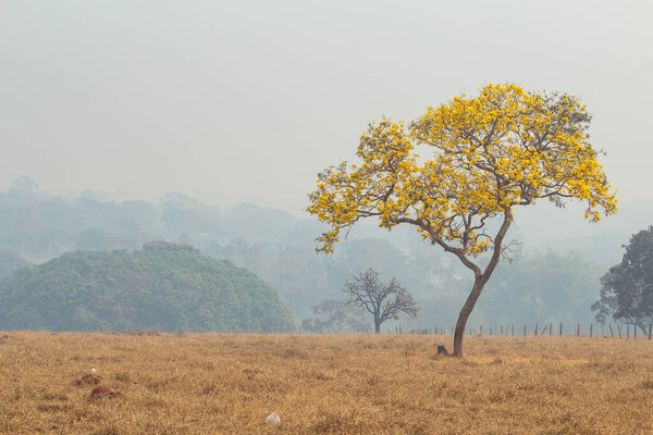 Желтый ипе в ландшафте в интерьере Бразилии в день с большим количеством дыма в результате пожаров.