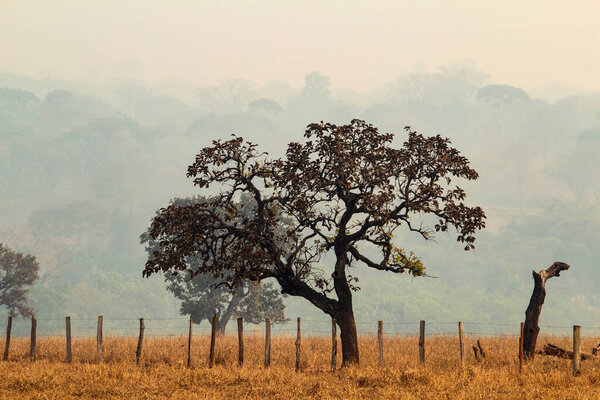Пейзаж с деревьями, типичными для центрального региона Бразилии, в день с большим количеством дыма от пожаров.