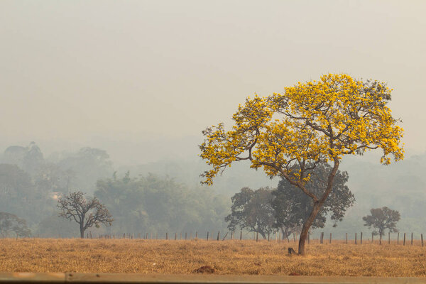 Желтый ипе в ландшафте в интерьере Бразилии в день с большим количеством дыма в результате пожаров.