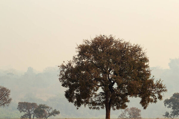 Пейзаж с деревьями, типичными для центрального региона Бразилии, в день с большим количеством дыма от пожаров.