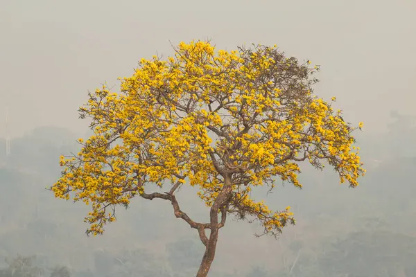 stock image A yellow ipe in a landscape in the interior of Brazil on a day with a lot of smoke resulting from fires.