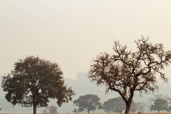 Пейзаж с деревьями, типичными для центрального региона Бразилии, в день с большим количеством дыма от пожаров.