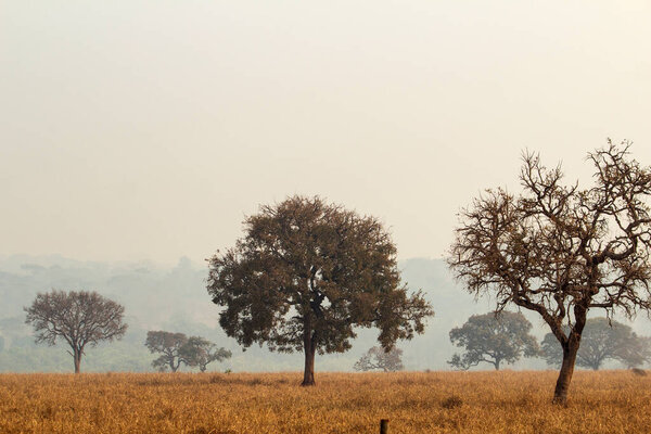Пейзаж с деревьями, типичными для центрального региона Бразилии, в день с большим количеством дыма от пожаров.