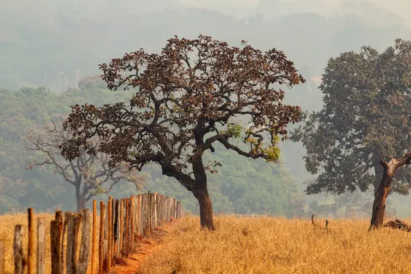 stock image Some trees with dry grass and a wooden fence in a landscape with a lot of smoke from fires.