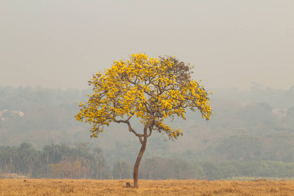 Желтый ипе в ландшафте в интерьере Бразилии в день с большим количеством дыма в результате пожаров.