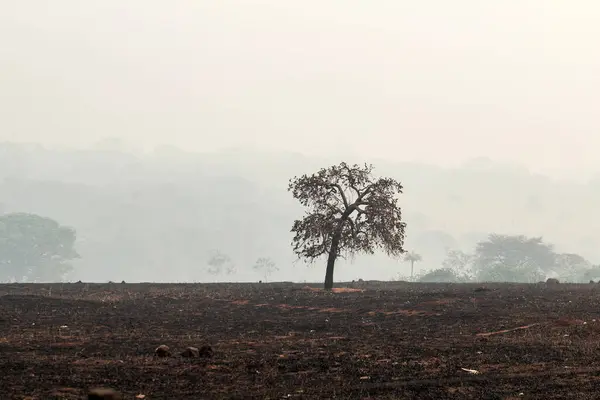 stock image A burned tree in the middle of a burned pasture with a lot of smoke around it.